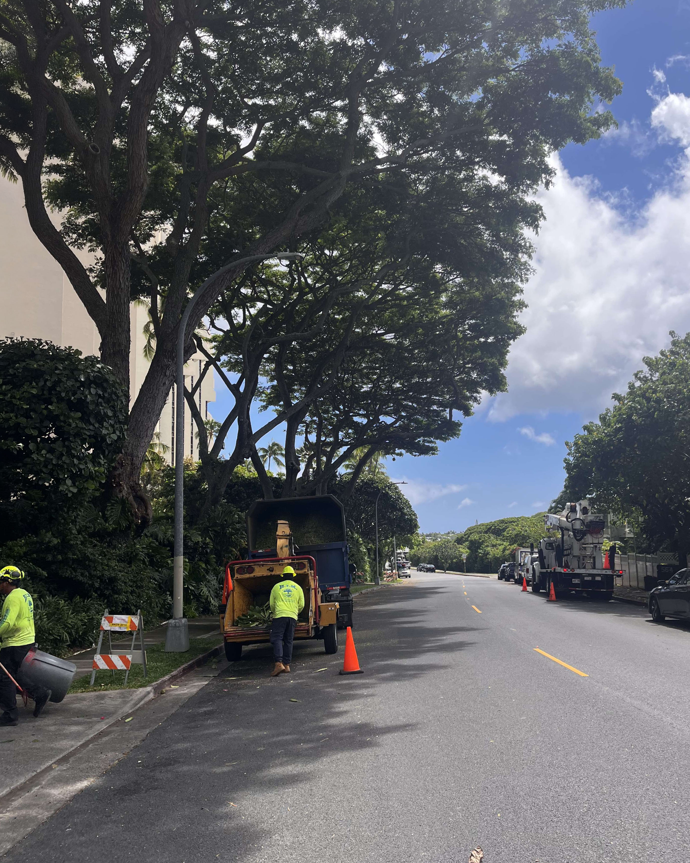 Tree crew working in a courtyard at a Waikiki condo association