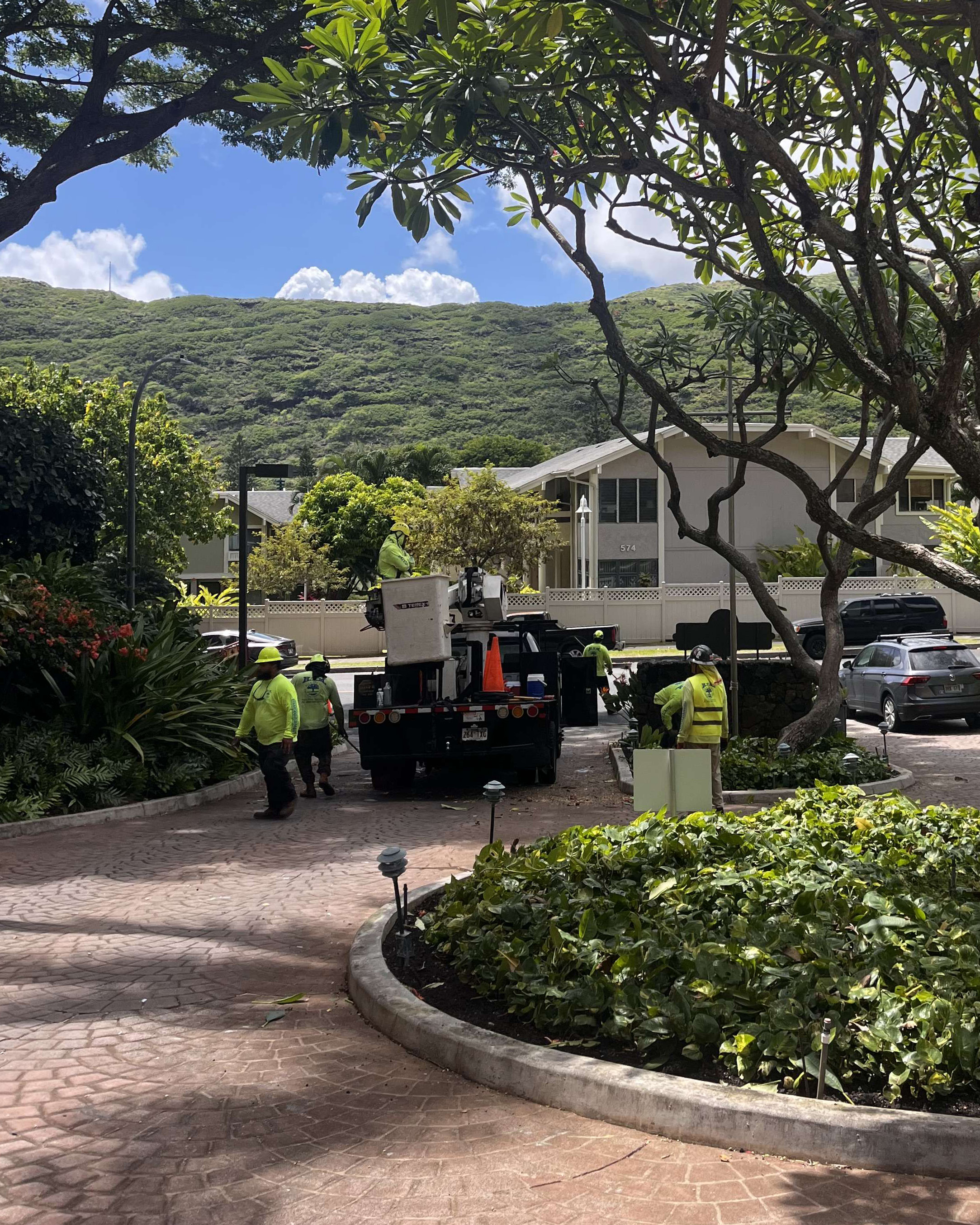 Crew trimming coco palms and monkeypod trees at a condo association