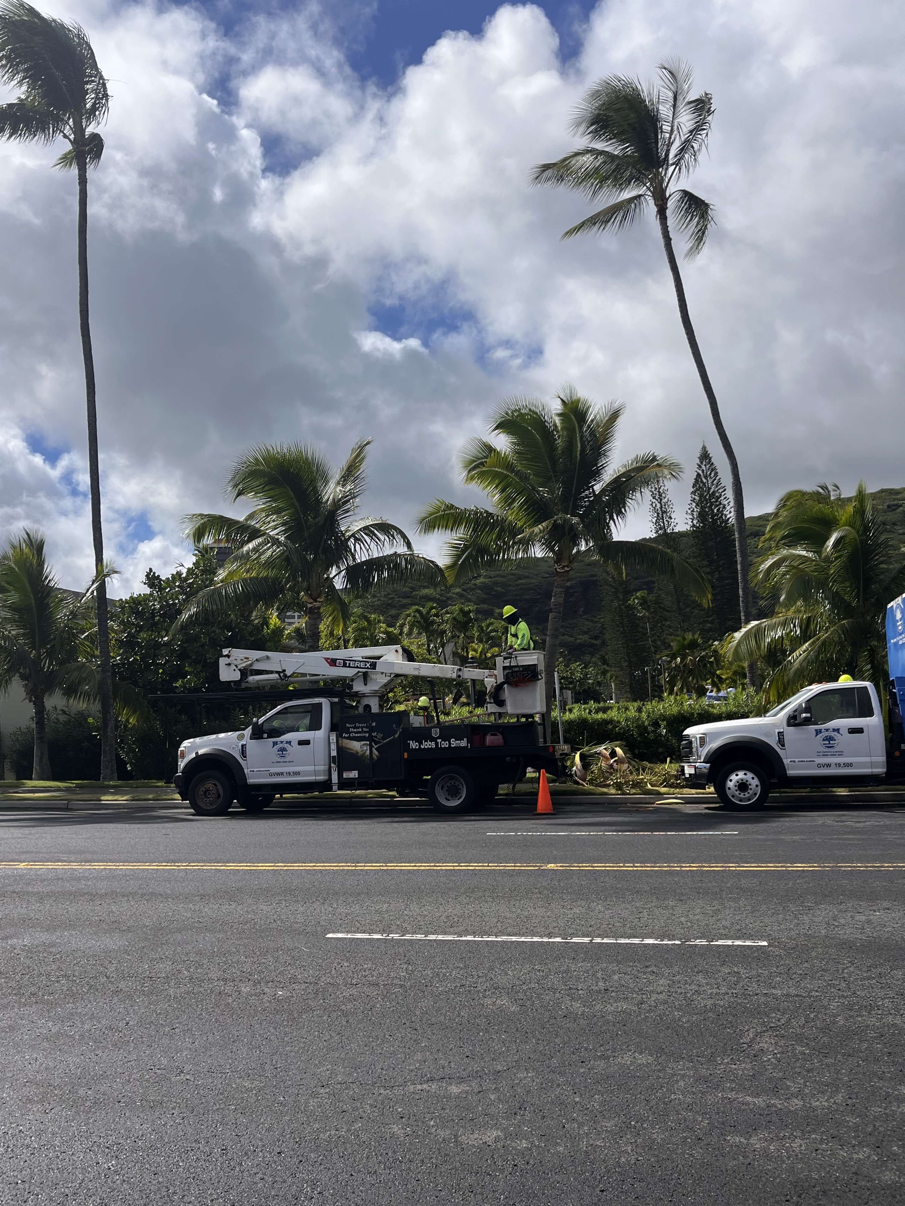 Coco palm trimming at a Hawaii Kai condo association